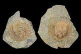 1.9" Orange Declivolithus Trilobite (Pos/Neg Split) Morocco - #92483-1